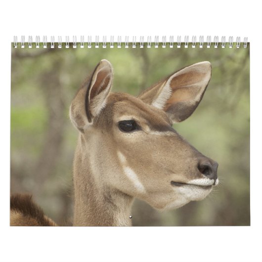Nature and Animal Portrait Calendar for 2026 Kalender (Titelbild)
