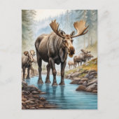 *~* Nature AP49 MOOSE HERD Forest STREAM Postkarte (Vorderseite)