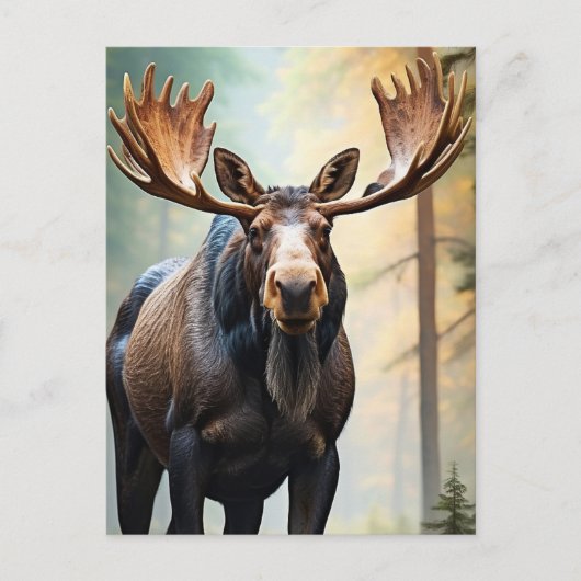 *~* Nature AP49 MOOSE Wald Wald Kletterberg Postkarte (Vorderseite)