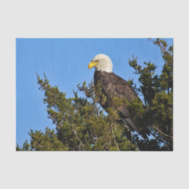 Nature Bald Eagle Wildlife Foto Seidenpapier