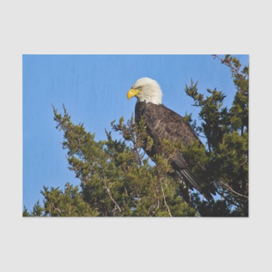Nature Bald Eagle Wildlife Foto Seidenpapier (Vorderseite)