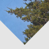 Nature Bald Eagle Wildlife Foto Seidenpapier (Ausschnitt)