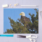 Nature Bald Eagle Wildlife Foto Seidenpapier (Handwerk)