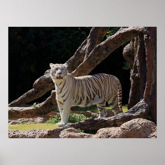 Nature Bengalisch White Tiger Fotografy Poster (Vorne)