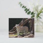 Nature Bengalisch White Tiger Fotografy Postkarte (Stehend Vorderseite)