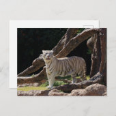 Nature Bengalisch White Tiger Fotografy Postkarte (Vorne/Hinten)