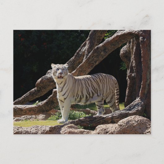 Nature Bengalisch White Tiger Fotografy Postkarte (Vorderseite)