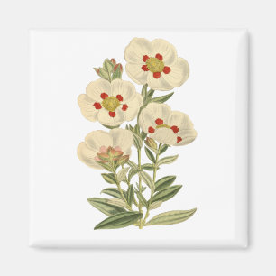 Nature Blume Leaf Pflanze Abgeschieden Vintag Magnet