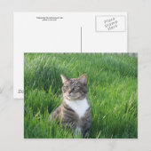 Nature Boy Cat Postcard Postkarte (Vorne/Hinten)