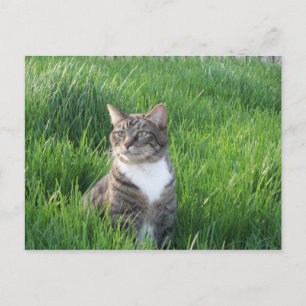 Nature Boy Cat Postcard Postkarte