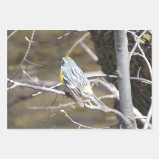 Nature Critters Wrapping Paper Sheets Geschenkpapier Set (Vorderseite 3)