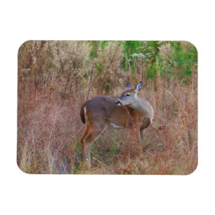 Nature Deer Doe Wildlife Foto Lake Arrowhead Ga. Magnet