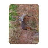 Nature Deer Doe Wildlife Foto Lake Arrowhead Ga. Magnet (Vertikal)