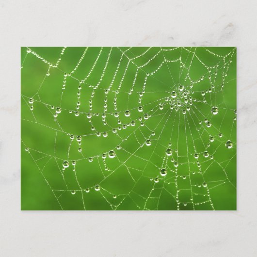 Nature Dew on Spider Web Postkarte (Vorderseite)