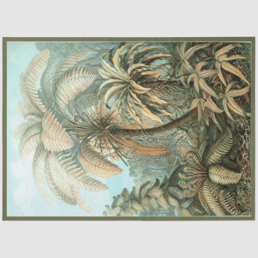 Nature Fern Ernst Haeckel Dekoupage Tissue Paper Seidenpapier (Vorderseite)