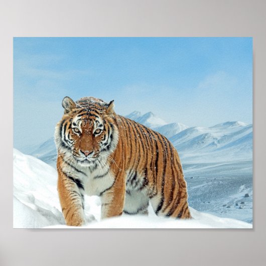 Nature Foto Schnee Winter Tiger Berge Printing Poster (Vorne)