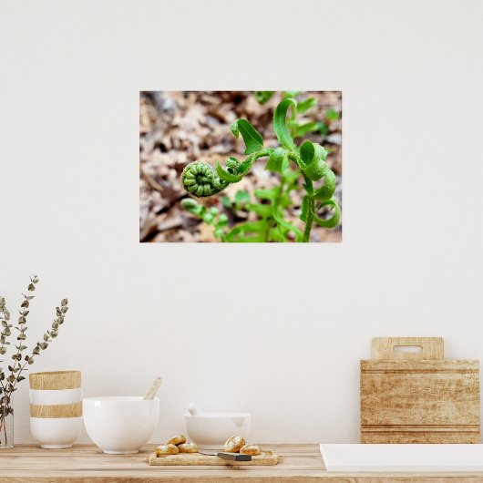 Nature Fotografy, FIddlehead Fern in Springtime Poster (Küche)