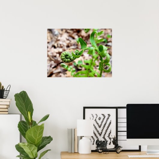 Nature Fotografy, FIddlehead Fern in Springtime Poster (Heimbüro)