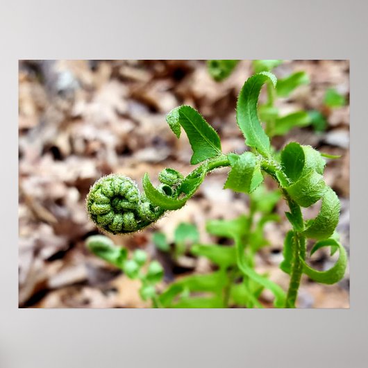 Nature Fotografy, FIddlehead Fern in Springtime Poster (Vorne)