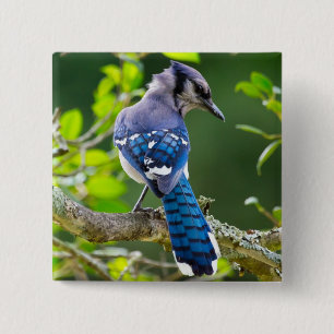 Nature Fotografy Shy Blue Jay Apparel Geschenke Button