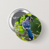 Nature Fotografy Shy Blue Jay Apparel Geschenke Button (Vorne & Hinten)