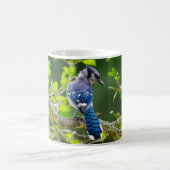 Nature Fotografy Shy Blue Jay Apparel Geschenke Kaffeetasse (Mittel)