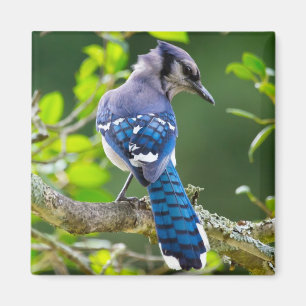 Nature Fotografy Shy Blue Jay Apparel Geschenke Magnet