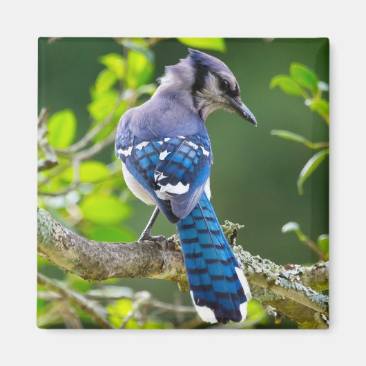 Nature Fotografy Shy Blue Jay Apparel Geschenke Magnet (Vorne)