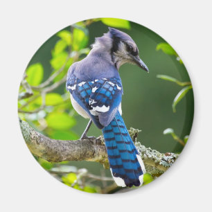 Nature Fotografy Shy Blue Jay Apparel Geschenke Magnet