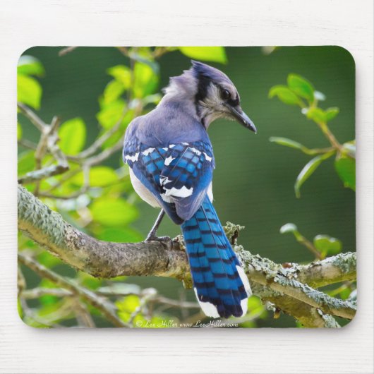 Nature Fotografy Shy Blue Jay Apparel Geschenke Mousepad (Vorne)