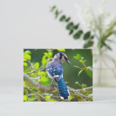 Nature Fotografy Shy Blue Jay Apparel Geschenke Postkarte (Stehend Vorderseite)