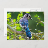 Nature Fotografy Shy Blue Jay Apparel Geschenke Postkarte (Vorne/Hinten)