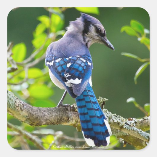 Nature Fotografy Shy Blue Jay Apparel Geschenke Quadratischer Aufkleber (Vorderseite)