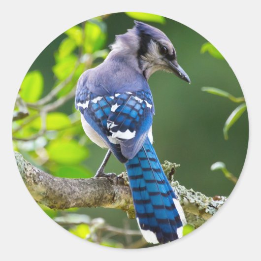 Nature Fotografy Shy Blue Jay Apparel Geschenke Runder Aufkleber (Vorderseite)