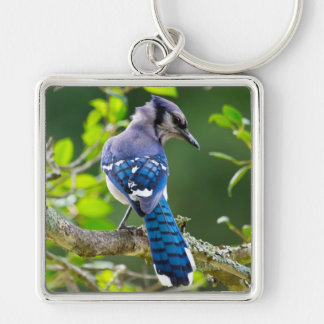 Nature Fotografy Shy Blue Jay Apparel Geschenke Schlüsselanhänger
