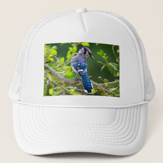 Nature Fotografy Shy Blue Jay Apparel Geschenke Truckerkappe (Vorderseite)