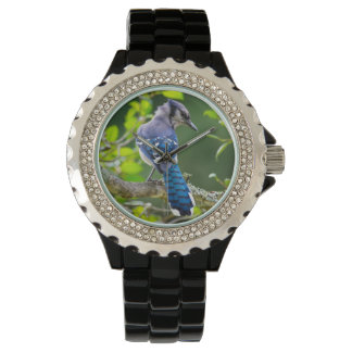 Nature Fotografy Shy Blue Jay Designer Watch Armbanduhr