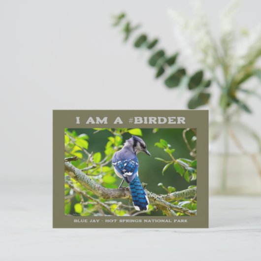 Nature Fotografy Shy Blue Jay Vogelbeobachter Card Postkarte (Stehend Vorderseite)