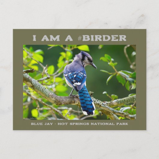 Nature Fotografy Shy Blue Jay Vogelbeobachter Card Postkarte (Vorderseite)