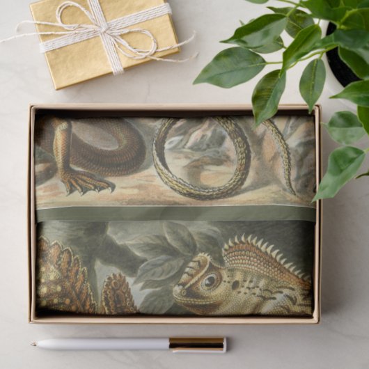 Nature Lizard Ernst Haeckel Decoupage Seidenpapier (Geschenk)