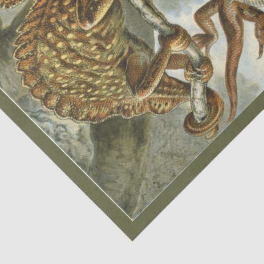 Nature Lizard Ernst Haeckel Decoupage Seidenpapier (Ausschnitt)