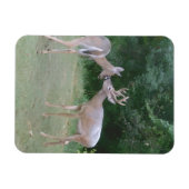 Nature Lover Magnet (Horizontal)