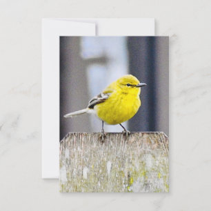 Nature Mitteilungskarten Vogelkarten
