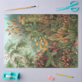 Nature Muscinae Ernst Haeckel Decoupage Seidenpapier (Basteln)