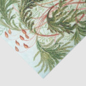 Nature Muscinae Ernst Haeckel Decoupage Seidenpapier (Ausschnitt)