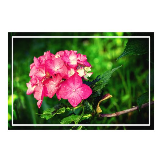 Nature Pink Hydrangea Blume-34694 Fotodruck (Vorne)