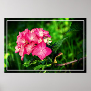 Nature Pink Hydrangea Blume-34694 Poster