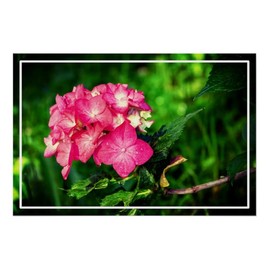 Nature Pink Hydrangea Blume-34694 Poster (Vorderseite)