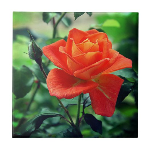 Nature Pink Rose Blume-46458 Fliese (Vorderseite)