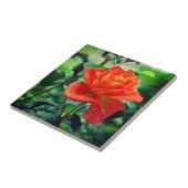 Nature Pink Rose Blume-46458 Fliese (Seite)